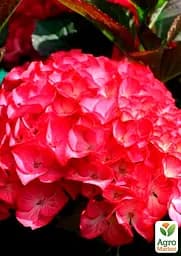 Саджанець Agro-Market Гортензія крупнолиста Red Angel (45338) - мініатюра 2