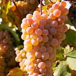 Саженец Agro-Market Виноград Ркацители (винный сорт) 1 шт. в упаковке (101854)