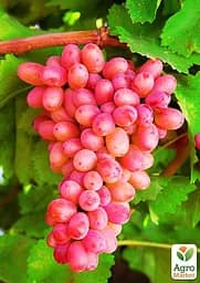 Саджанець Agro-Market Виноград Юліан (дуже ранній термін дозрівання, тривалий період збереження ягід) 1 шт. в пакуванні (19804) - мініатюра 3