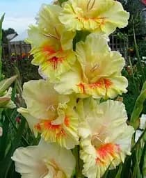 Луковица Agro-Market Гладиолус Oasis 3 шт. в упаковке (176203)