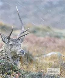 Wildlife of Britain and Ireland - мініатюра 8