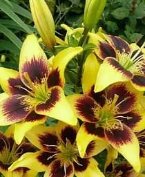 Луковица Agro-Market Лилия Pieton 1 шт. в упаковке (176143)