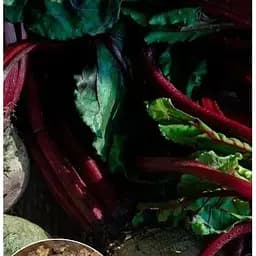 Насіння Весна на вагу Буряк Бордо ціна за 10 г (13341)