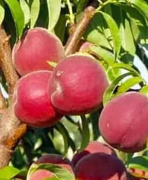 Саджанець Agro-Market Гібрид слива-персик Інка 1 шт. в упаковці (47336)