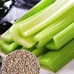 Селера черешкова "Танго" ТМ "Весна"  2г (45946)