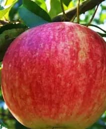 Саджанець Agro-Market Яблуня Слава Переможцям (осінній сорт, ранній термін дозрівання) 1 шт. в упаковці (15751)