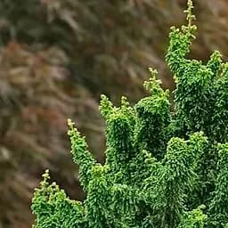 Саджанець Agro-Market Кипарисовик Teddy Bear (вазон P9) (182093)