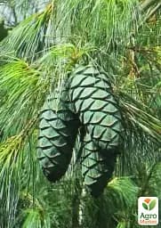 Саджанець Agro-Market Сосна 3-річна Кедрова Арманда (Pinus Armandii) C3 висота 55-75 см 1 шт. в упаковці (182550) - мініатюра 3