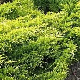 Саджанець Agro-Market Ялівець середній Old Gold (контейнер Р9, висота 10-12 см) (25059) 1 шт. в упаковці