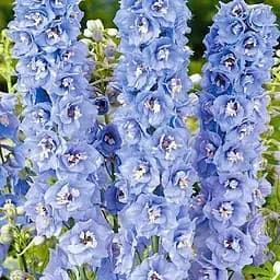 Дельфініум махровий "Summer Skies" (182529) 1 саженец