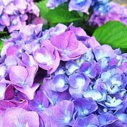 Саженец Agro-Market Гортензия крупнолистая Yola (43940)