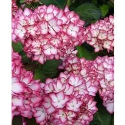 Гортензія крупнолиста 2-х річна "Salsa" висота саджанця 20-40см (93219) 1 саженец