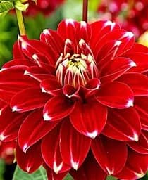 Клубень Agro-Market Георгина Red Rock 1 шт. в упаковке (72024)