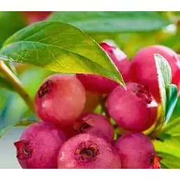 Саджанець Agro-Market Лохина (чорниця садова) середньопізня Рожевий лимонад 1 саджанець (43958)