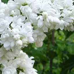 Бузок 2-х річний білий махровий Mme Lemoine, С1.5 (155557) 1 саджанець в упаковці