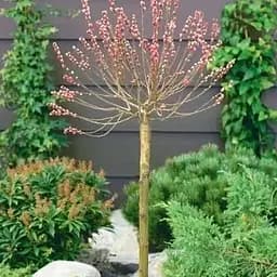 Верба на штамбі "Mount Aso" (висота 1,2-1,8 м) (101651) 1 саджанець