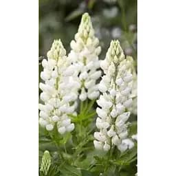 Люпин "ТМ "Весна" 100 г (38880)