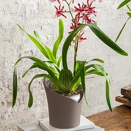Вазон Lechuza Orchidea, 1 л, білий (13960) - мініатюра 5