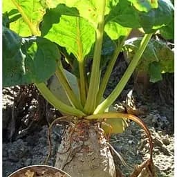 Насіння Весна на вагу Буряк кормовий Центаур Полі ціна за 15 г (22260)