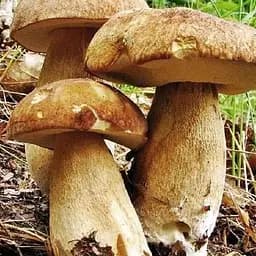 Сухий зерновий міцелій "Білий гриб дубовик" 10г (45489)