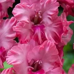 Гладіолус "Kingston Frizzle" 3 шт (49552)