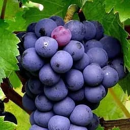 Саджанець Agro-Market Виноград Каберне Таврійський (винний сорт) 1 шт. в пакуванні (44316)