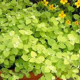 Геліхрізум ампельний "Gold Leaf" (185706) 1 саджанець