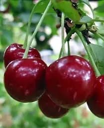 Саджанець Agro-Market Вишня Молодіжна (літній сорт, середній термін дозрівання) (25623) 1 шт. в упаковці