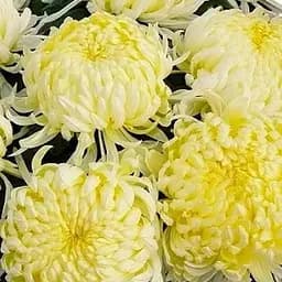 Хризантема "Angelys Jaune" (низькоросла крупноквіткова) (48749) 1 шт