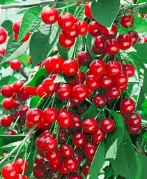 Саджанець Agro-Market Вишня повстяна Бажана 1 шт. в упаковці (177236)