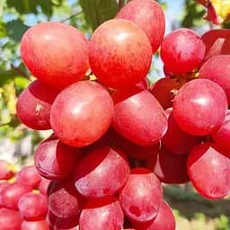 Саджанець Agro-Market Виноград Подарунок Нікополю (ранньостиглий, великий гроно, соковита хрумка м'якоть) 1 шт. в пакуванні (178826)