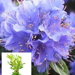 Рододендрон "Blue Tit" 2 річний (блакитний) С1,5 висота 20-40см (62274) 1 саженец - мініатюра 3