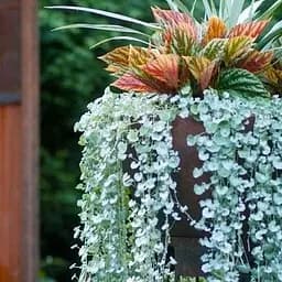 Саджанець Agro-Market Діхондра Сріблястий Водоспад (52223)