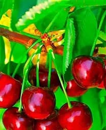 Саджанець Agro-Market Черешня Казка (ранній термін дозрівання) (25909) 1 шт. в упаковці - мініатюра 2