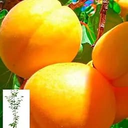 Абрикос "Шалах ананасний" укорінений у контейнері (саджанець 2 роки) (153019) 1 саджанець в упаковці