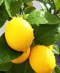 Саджанець Agro-Market Лимон Флорентіна 3 річний 70-90 см 1 шт. в упаковці (183437)