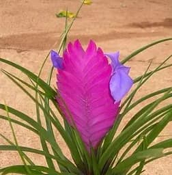 Саджанець Agro-Market Тілландсія Аніта (Tillandsia Cyanea) (50681) 1 шт. в упаковці (кімнатний)