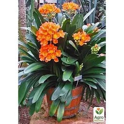 Кливия Agro-Market Clivia miniata" (вечнозеленое многолетнее комнатное растение) (122873) 1 саженец в упаковке комнатный Нидерланды