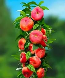 Саджанець Agro-Market Персик колоноподібний Інжирний (суперсолодкий сорт, середній термін дозрівання) 1 шт. в упаковці (120459)