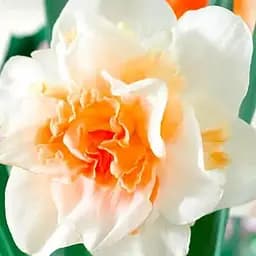 Нарцисс "Replete" 2 шт (17162)