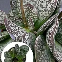 Адроміскус плямистий Agro-Market (adromischus maculatus) (188949) 1 саджанець в упаковці (кімнатний) Нідерланди