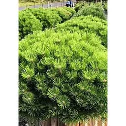 Саджанець Agro-Market Сосна густоквіткова Low Glow (ком/сітка), діаметр 60-70 см 1 шт. в упаковці (184140)
