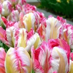 Тюльпан "Parrot Pinkvision" (174811) 2 шт