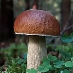 Сухий зерновий міцелій "Білий гриб боровик" 10г (45488)