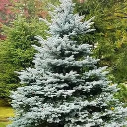 Ялина прищеплена Agro-Market 2-х річна блакитна колюча Fat Albert С2 висота 20-25 см 187443 1 саджанець в упаковці