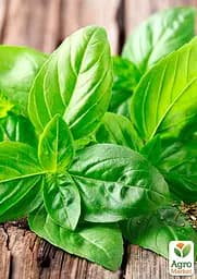 Насіння Agro-Market Базилік Суміш кращих популярних сортів на вагу ціна за 3 г (35762) - мініатюра 2