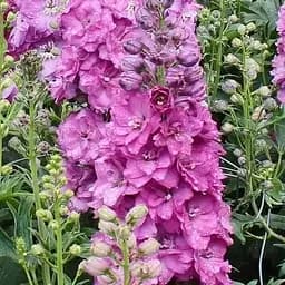 Дельфініум гігантський "Astolat" (тихоокеанський) (189499) 1 саженец