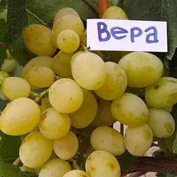 Саджанець Agro-Market Виноград Віра (ранній термін дозрівання, з ноткою абрикосового смаку) 1 шт. в пакуванні (48840)