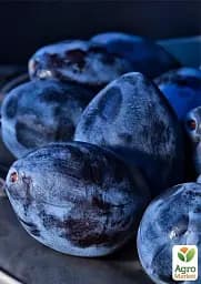 Саджанець Agro-Market Слива Геркулес 1 шт. в упаковці (39957) - мініатюра 2