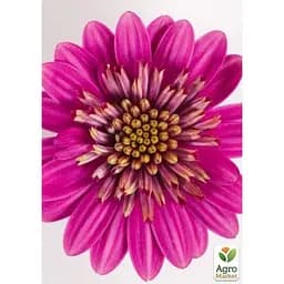 Саджанець Agro-Market Остеоспермум махровий Pasodoble Francisco (контейнер № 10 висота 10-20 см) (49095) 1 шт. в упаковці - мініатюра 2